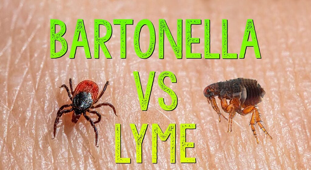 What does a Lyme vs Bartonella rash look like?
