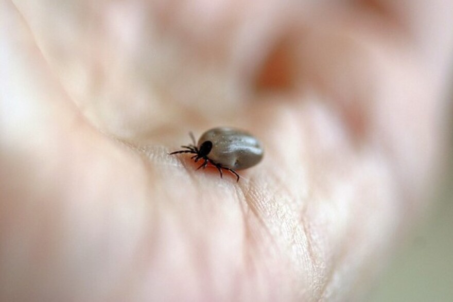 Rising Tick Activity in Alabama and the Florida Panhandle