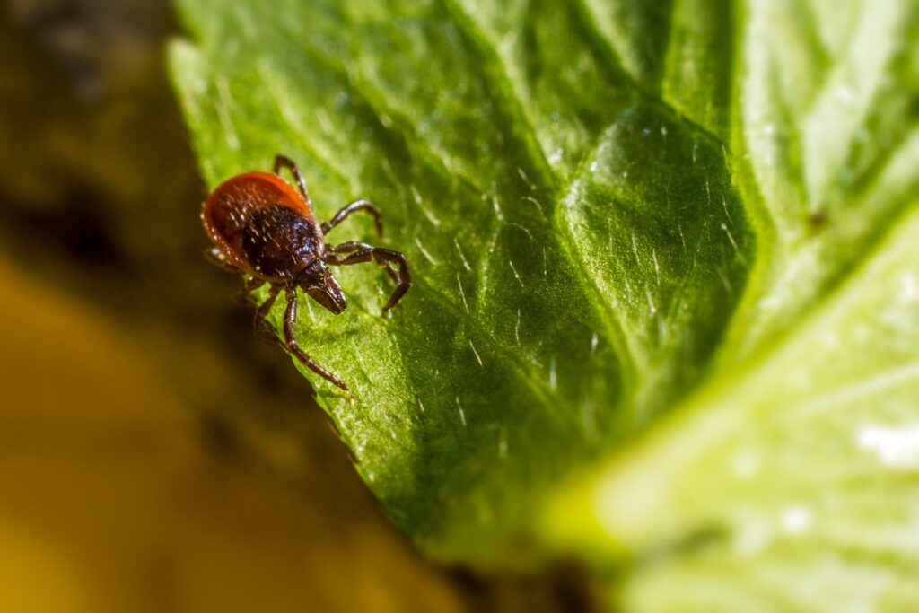 STARI vs. Lyme Disease: The Lone Star Tick Rash Southerners Should Know About